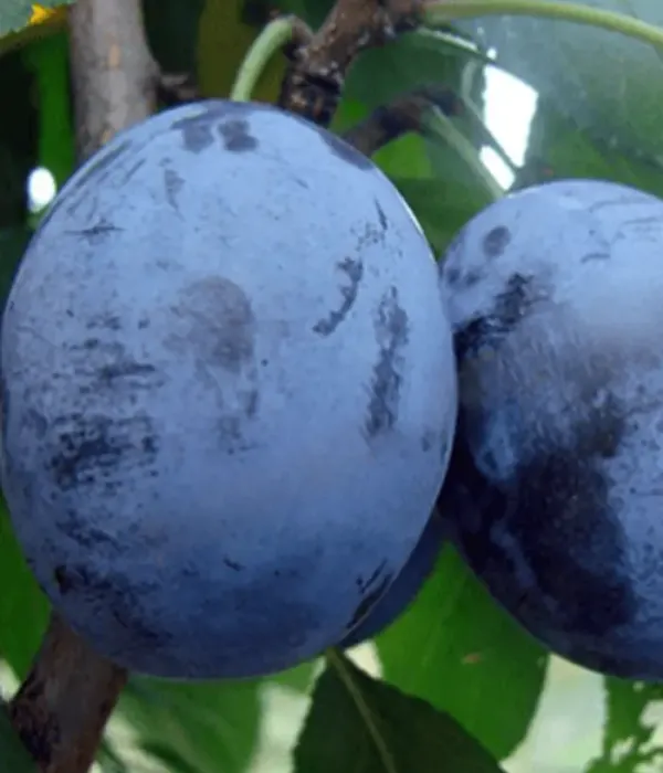 Plum (Prunus domestica) PESCĂRUȘ