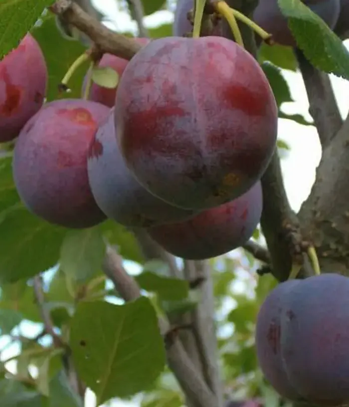 Hybridpflaume (Prunus sp.) MINJONA - Tutifruti, s.r.o. (SK)