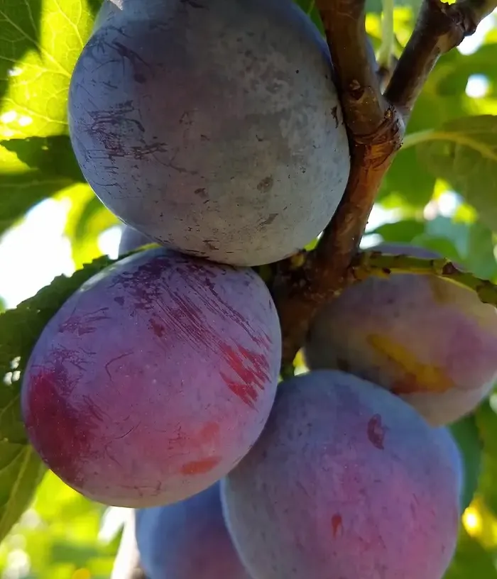 Plum (Prunus domestica) ROMAN - Tutifruti, s.r.o.
