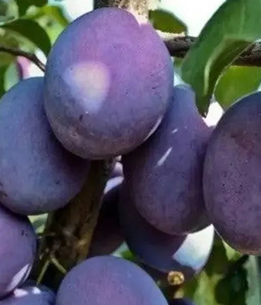 Plum (Prunus domestica) SONORA
