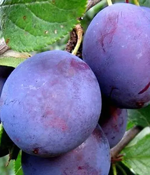 BIO säulenförmige Pflaume AROMA SPUR (früh reifend)