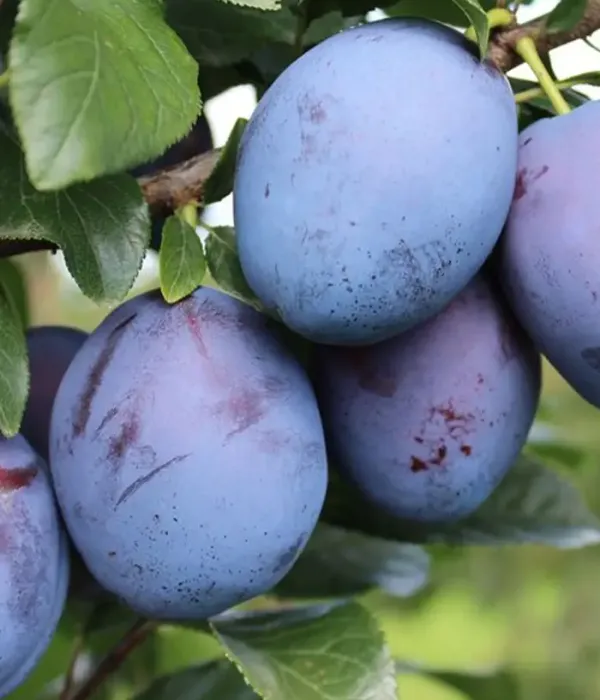Plum (Prunus domestica) TOPEND PLUS