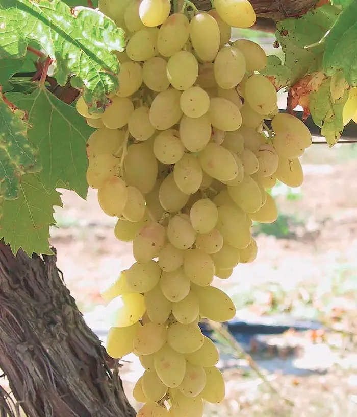 Weinrebe (Vitis vinifera) CENTENNIAL SEEDLESS - Tutifruti, s.r.o.
