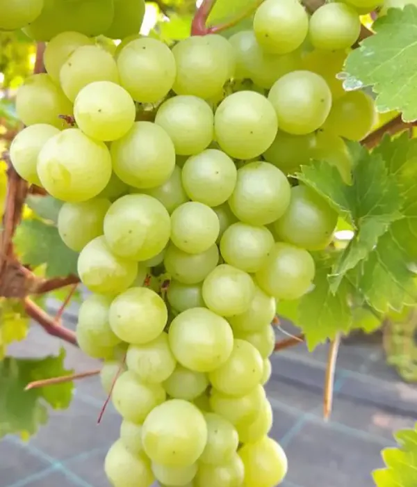 Grapevine (Vitis vinifera) CĪRAVAS AGRĀ