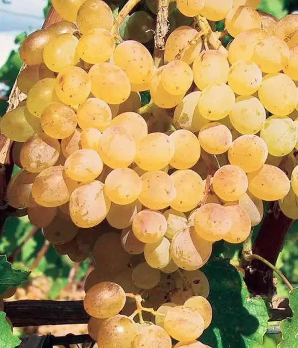 Grapevine (Vitis vinifera) DANUTA