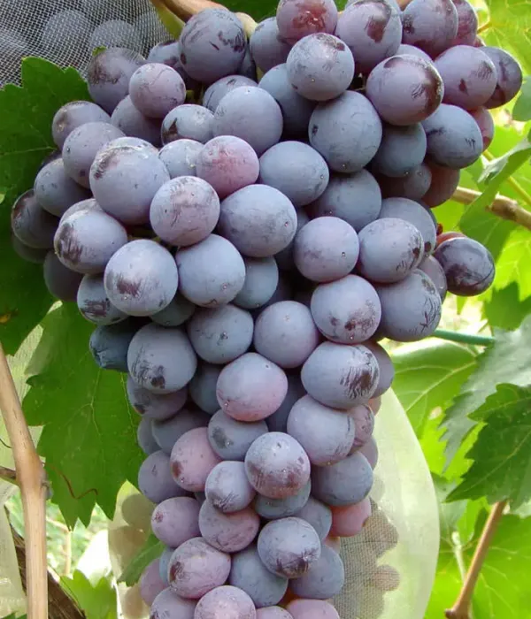 Grapevine (Vitis vinifera) KIŠMIŠ MOLDAVSKIJ
