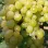 Süß, knackig und ohne Kerne: Wir stellen die Tafeltrauben 'Centennial Seedless', 'Lilla' und 'Kodrianka' vor