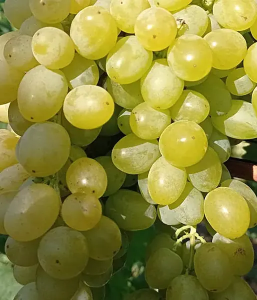 Grapevine (Vitis vinifera) LILLA