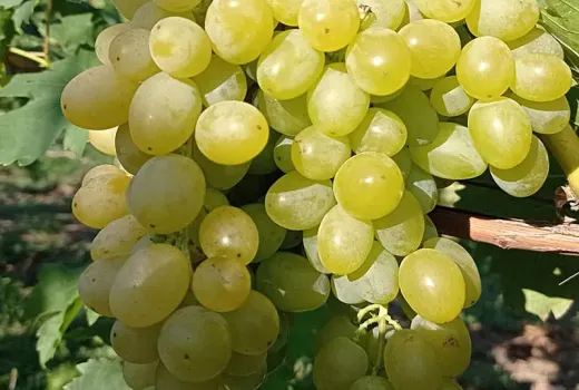 Süß, knackig und ohne Kerne: Wir stellen die Tafeltrauben 'Centennial Seedless', 'Lilla' und 'Kodrianka' vor