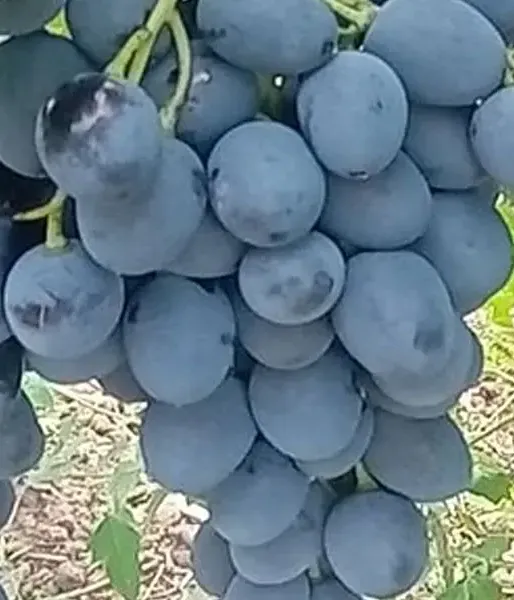 MOLDOVA Table Grape Vine PIWI