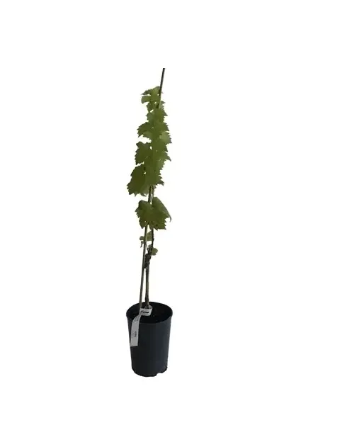 NERO  stolová odroda viniča