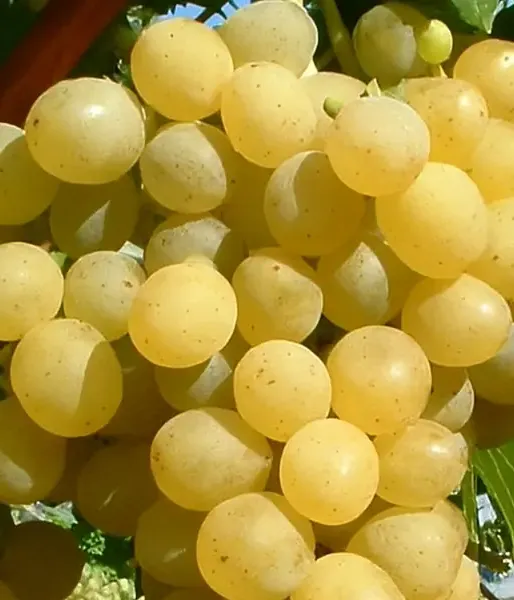 Vinič PALATINA