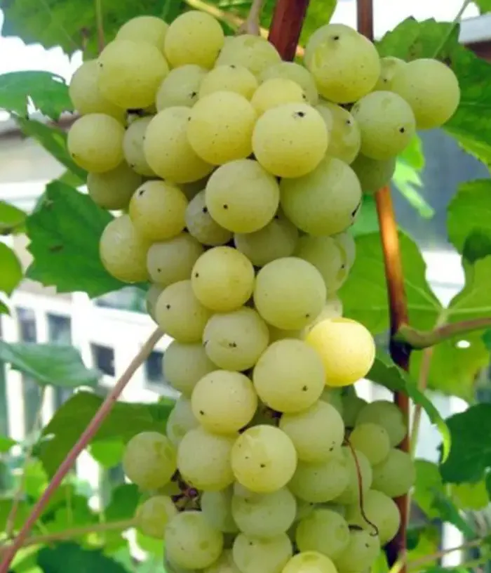 Grapevine (Vitis spp.) SĖLĖ - Tutifruti, s.r.o.