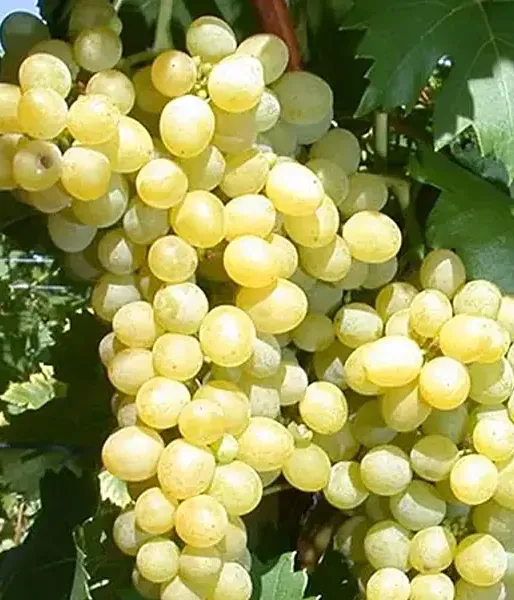 Grapevine TALISMAN