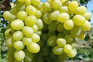 Disease Resistant Table Grape Vines