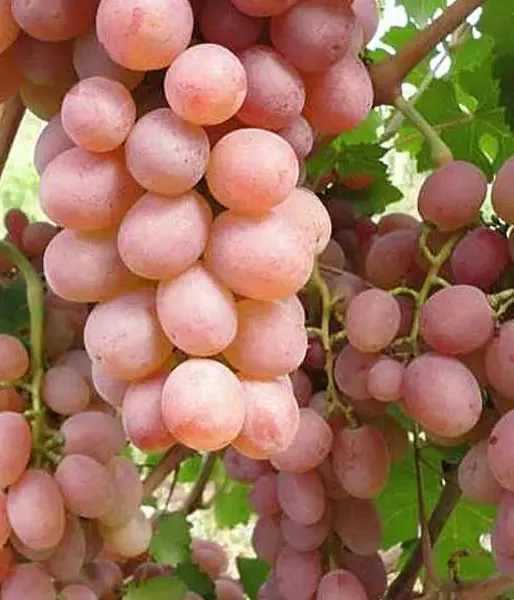 Vinič hroznorodý (Vitis spp.) SUPAGA