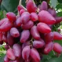 DUBOVSKIJ ROZVOJ Table Grape Vine