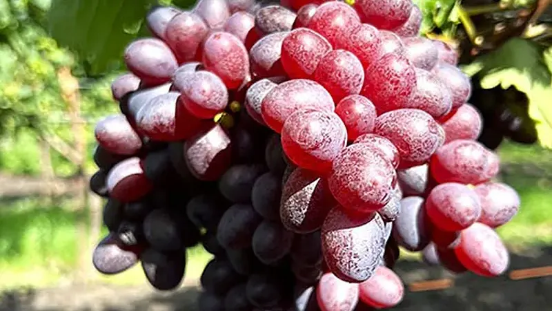 Resistant grapevine (Part 3): Analysis of the Bajkonur, Bogatyr, and other varieties