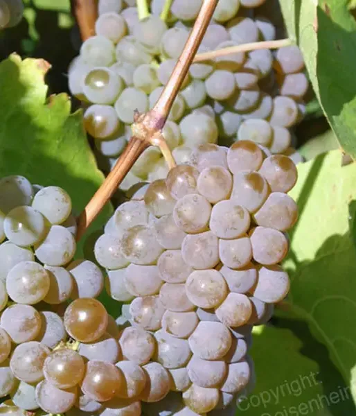 HIBERNAL grape variety PIWI