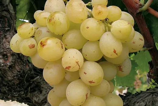 Tafeltrauben für den Garten: 5 Sorten von früh-kernlos bis spät zur 'Italia'