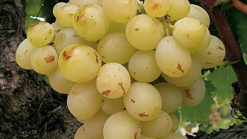 Tafeltrauben für den Garten: 5 Sorten von früh-kernlos bis spät zur 'Italia'