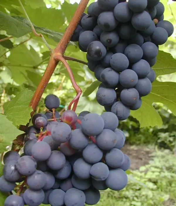Grapevine (Vitis spp.) JUODUPĖ