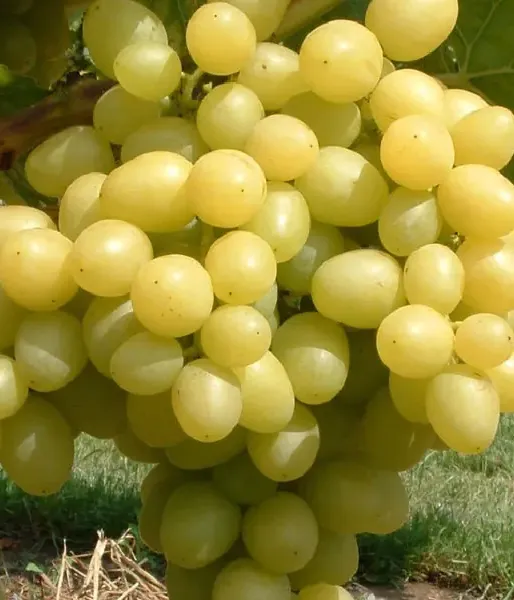 LORA Table Grape Vine