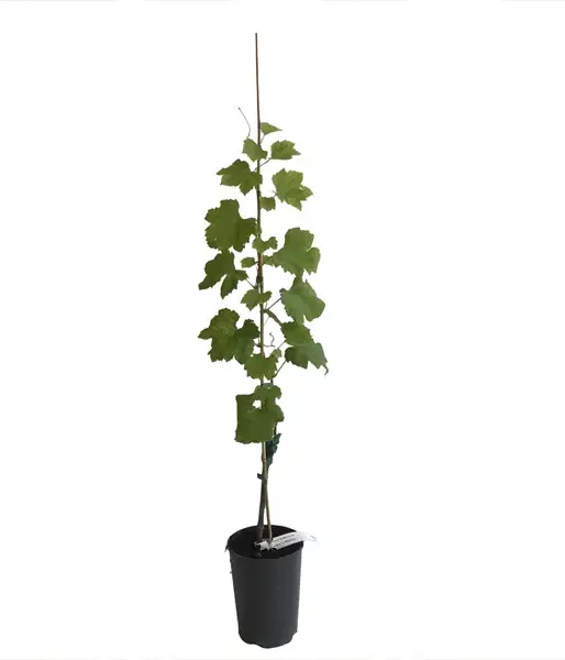 LORA Table Grape Vine
