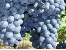 NERO  stolová odroda viniča - Tutifruti SK