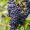 Extremer Frost und tropisches Aroma: Der ultimative Ratgeber zu 11 nordischen Rebsorten, die den Weinbau verändern