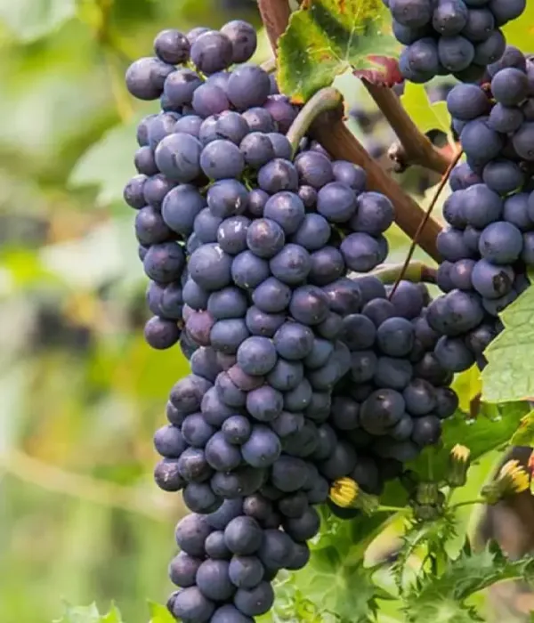 Grapevine (Vitis spp.) PINO MIČURINSKIJ