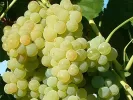 Grapevine PÖLÖSKEI MUSKOTÁLY