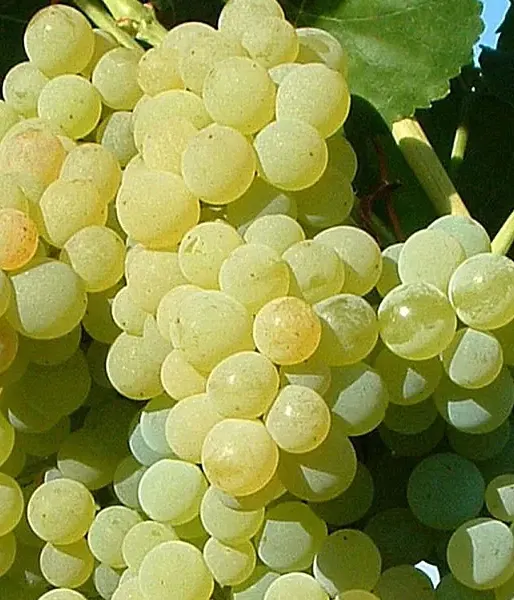 Grapevine PÖLÖSKEI MUSKOTÁLY