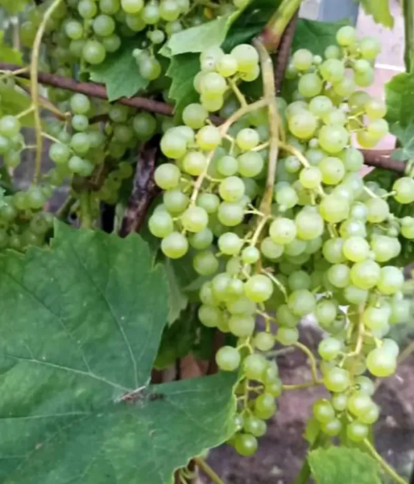 Grapevine (Vitis spp.) RASA