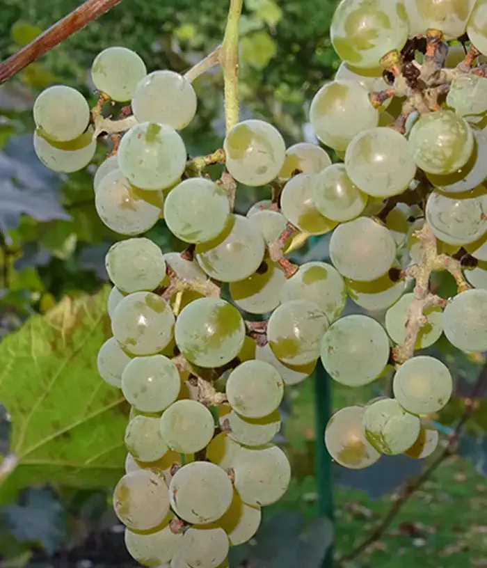 Grapevine (Vitis spp.) SKUJIŅA 675 (MOSKOVSKIJ USTOJČIVIJ) - Tutifruti, s.r.o.