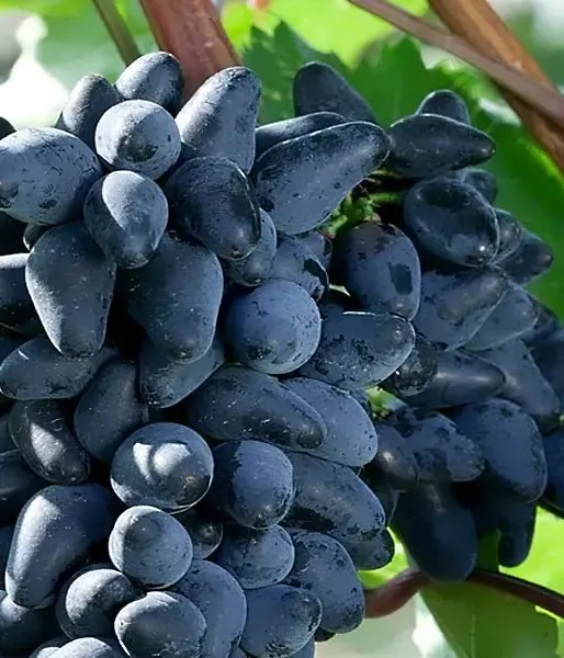 ODESSKII SOUVENIR Table Grape Vine