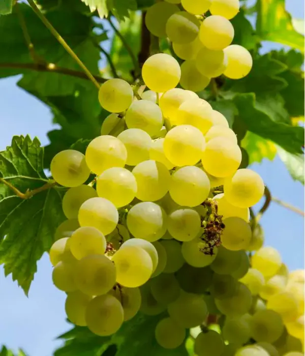 Grapevine (Vitis spp.) SUKRIBE