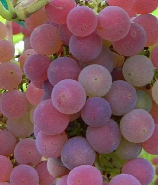 Grapevine TEREZA