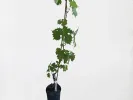 Grapevine PÖLÖSKEI MUSKOTÁLY