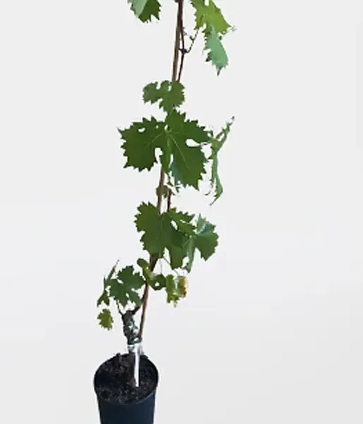 Grapevine PÖLÖSKEI MUSKOTÁLY