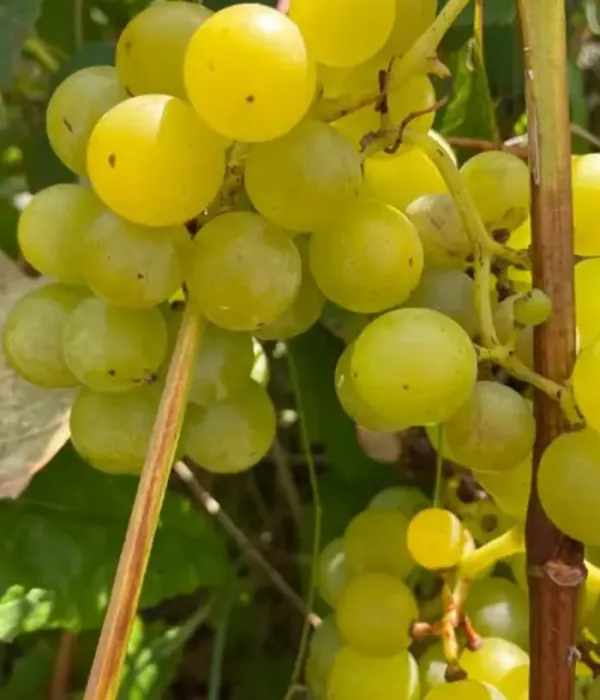 Vinič SKAISTĖ