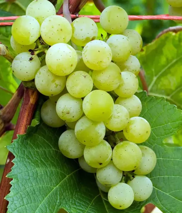 Weinrebe VELDZE