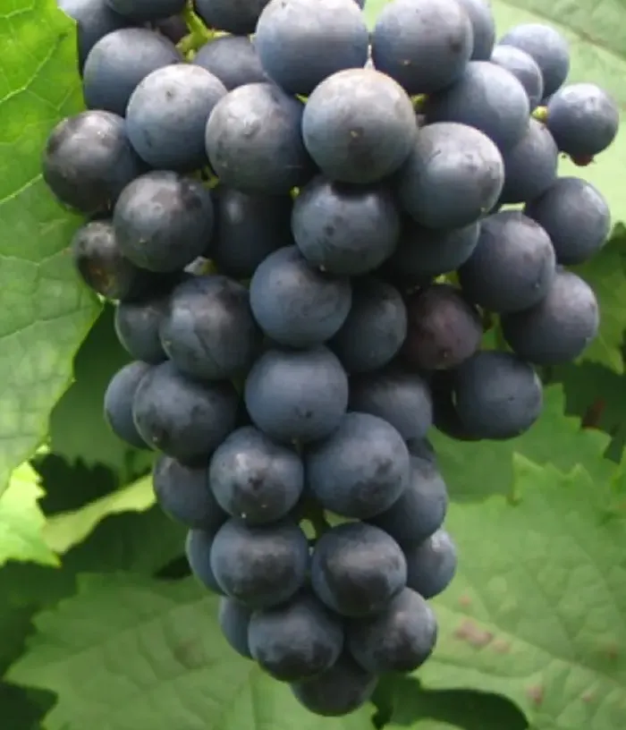 Weinrebe ZILGA