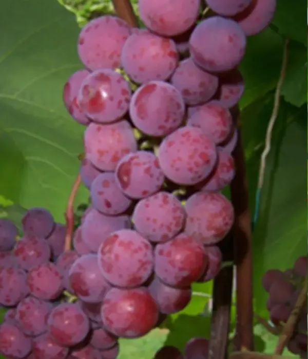 Grapevine (Vitis spp.) ŠIRVITA