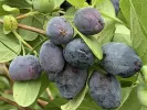 Honeysuckle-Haskap BLUE TREASURE - Tutifruti SK