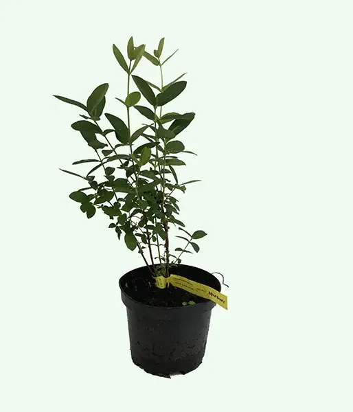 Honeysuckle-Haskap BOREAL BEAUTY - Tutifruti SK