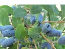 Honeysuckle-Haskap CANDY BLUE (Avalanche) - Tutifruti SK