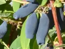 Honeysuckle-Haskap WOJTEK - Tutifruti SK