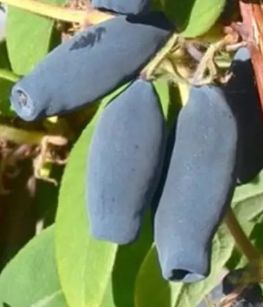 Honeysuckle-Haskap WOJTEK