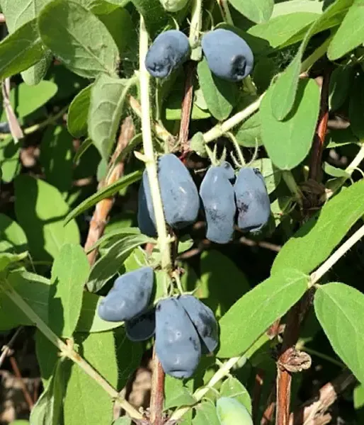 Honeysuckle-Haskap ZOJKA - Tutifruti SK